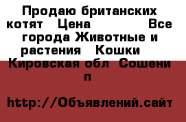 Продаю британских котят › Цена ­ 30 000 - Все города Животные и растения » Кошки   . Кировская обл.,Сошени п.